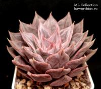 Echeveria affinis 'Silver Queen' (Эхеверия аффинис 'Сильвер Квин') - Частная коллекция суккулентов ML Collection