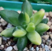 Pachyphytum compactum variegata - Частная коллекция суккулентов ML Collection