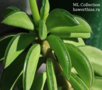 Peperomia dolabriformis  - Частная коллекция суккулентов ML Collection