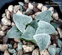 Haworthia pygmaea HPG-1 (оригинальное растение от "Renny's Haworthia") - Частная коллекция суккулентов ML Collection