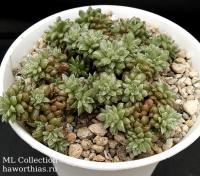 Cremnosedum 'Little Gem' f. variegata - Частная коллекция суккулентов ML Collection