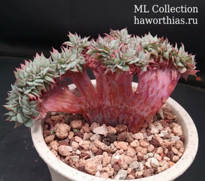 Echeveria glauca pumila f.cristata - Частная коллекция суккулентов ML Collection