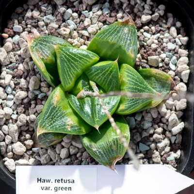 Хавортия (Haworthia) retusa f. green - Частная коллекция суккулентов ML Collection