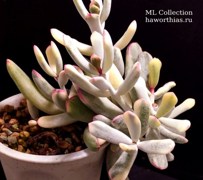 Cotyledon Orbiculata cv Oblonga variegata (Котиледон Орбикулата облонга вариегатный) - Частная коллекция суккулентов ML Collection