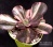 Echeveria 'Primadonna'  f. variegata (Эхеверия 'Примадонна' вариегатная) - Частная коллекция суккулентов ML Collection