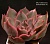 Echeveria 'Kises' (Эхеверия 'Кисес') - Частная коллекция суккулентов ML Collection