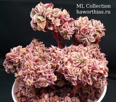 Aeonium 'Sanburst' f.variegata f.cristata - Частная коллекция суккулентов ML Collection