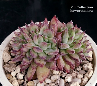 Echeveria f.cristata (Эхеверия кристатная форма) - Частная коллекция суккулентов ML Collection