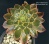 Aeonium 'Halloween' variegated (Эониум 'Хелоувин' вариегатный) - Частная коллекция суккулентов ML Collection