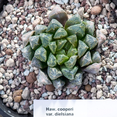 Хавортия (Haworthia) cooperi var. dielsiana  - Частная коллекция суккулентов ML Collection