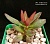 Adromischus marianae Gladdekop, Gr (Адромискус марианае Гладдекоп) - Частная коллекция суккулентов ML Collection