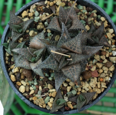 Хавортия (Haworthia) venosa Hort - Частная коллекция суккулентов ML Collection