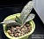 Gasteria 'Silver Fuji' - Частная коллекция суккулентов ML Collection