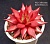 Echeveria agavoides 'American Amethyst' ("Zusung Collection" Ю.Корея) - Частная коллекция суккулентов ML Collection