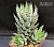 Haworthia coarctata 'Super Zebra' - Частная коллекция суккулентов ML Collection