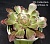 Aeonium arboreum var. rubrolineatum - Частная коллекция суккулентов ML Collection