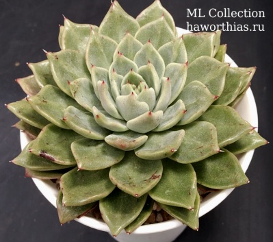 Echeveria agavoides hyb. 'Lime Beauty' ("Zusung Collection" Ю.Корея) - Частная коллекция суккулентов ML Collection