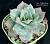 Echeveria 'Lonzanii'  (Эхеверия 'Лонзани') - Частная коллекция суккулентов ML Collection