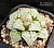 Haworthia 'Selected Shironoshaka Picta' - Частная коллекция суккулентов ML Collection