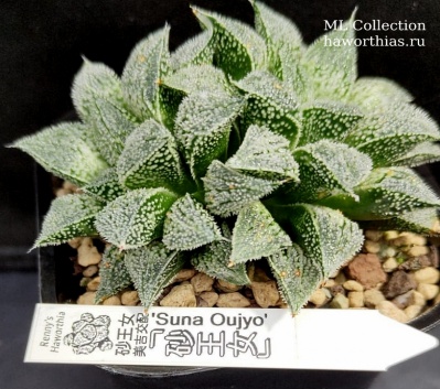 Haworthia 'Suna Oujyo'(оригинальное растение от "Renny's Haworthia") - Частная коллекция суккулентов ML Collection