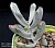 Cotyledon Orbiculata cv Oblonga variegata  - Частная коллекция суккулентов ML Collection