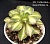 Aeonium 'Lemon Lime' - Частная коллекция суккулентов ML Collection