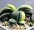 Gasteria armstrongii f.variegata - Частная коллекция суккулентов ML Collection