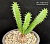 Euphorbia tubiglans - Частная коллекция суккулентов ML Collection