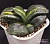 Gasteria armstrongii f.variegata dark forms (Гастерия армстронга вариегатная, темная форма) - Частная коллекция суккулентов ML Collection