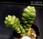 Крассула Маршанди (Crassula Marchandii) - Частная коллекция суккулентов ML Collection