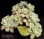 Echeveria 'Lime Rose' (Эхеверия 'Лайм Роуз') - Частная коллекция суккулентов ML Collection