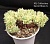 Graptoveria 'Fanfare' f.cristata - Частная коллекция суккулентов ML Collection