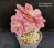 Aeonium 'Pink Witch' f.variegata - Частная коллекция суккулентов ML Collection
