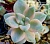 Graptoveria titubans f. variegata (Граптоверия титубанс вариегатная) - Частная коллекция суккулентов ML Collection