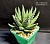 Haworthia tulista pumila /Worcester West/ - Частная коллекция суккулентов ML Collection