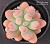 Echeveria 'Patrick Star' (Эхеверия "Патрик Стар") - Частная коллекция суккулентов ML Collection