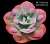 Echeveria 'Hearts Delight' ("Zusung Collection" Ю.Корея) - Частная коллекция суккулентов ML Collection