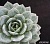 Эхеверия Уайт Шампань (ex. Zusung South Korea)(Echeveria 'White Champagne') - Частная коллекция суккулентов ML Collection