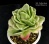 Echeveria agavoides 'Ice Rose' f.variegata (Эхеверия агавоидес 'Айс Руоз' вариегатная) - Частная коллекция суккулентов ML Collection