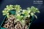 Эониум линдлей вариегата (Aeonium lindleyi variegata) - Частная коллекция суккулентов ML Collection