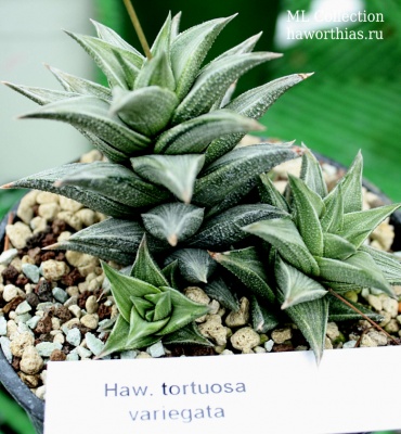 Хавортия (Haworthia) tortuosa variegata 2 - Частная коллекция суккулентов ML Collection