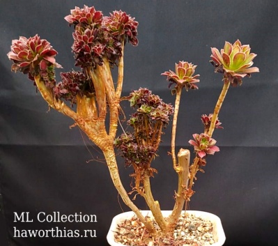 Aeonium atropurpureum f.cristata - Частная коллекция суккулентов ML Collection