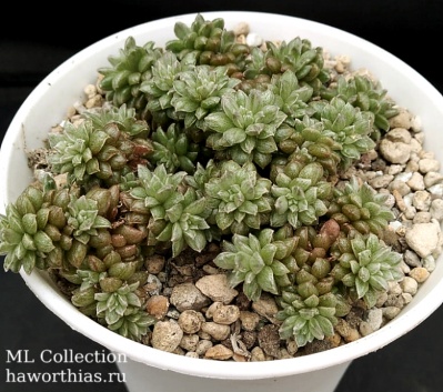 Cremnosedum 'Little Gem' f. variegata - Частная коллекция суккулентов ML Collection