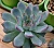 Эхеверия от Ренни (США)  (Echeveria sp. ex. Renny (USA) ) - Частная коллекция суккулентов ML Collection