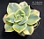 Graptoveria 'Harry Watson' variegata (Граптоверия "Гарри Ватсон" вариегатная) - Частная коллекция суккулентов ML Collection