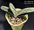 Gasteria 'GG' - Частная коллекция суккулентов ML Collection