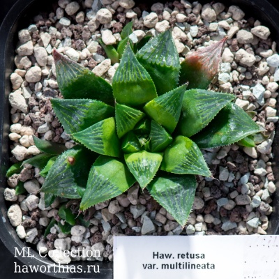 Хавортия (Haworthia) retusa var. multilineata - Частная коллекция суккулентов ML Collection
