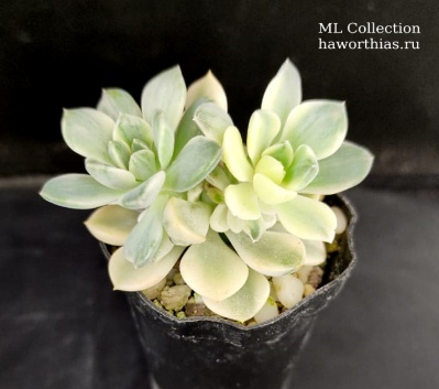 Echeveria  agavoides 'Tinker Bell' f. variegata - Частная коллекция суккулентов ML Collection