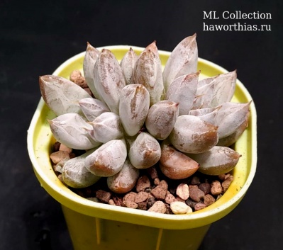 Echeveria tolimanensis - Частная коллекция суккулентов ML Collection