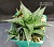 Haworthia limifolia /IB298, Nongola/ - Частная коллекция суккулентов ML Collection